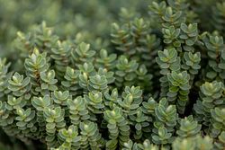 Hebe brachysiphon en maceta de 2,5 litros