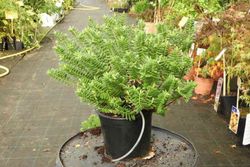 Hebe brachysiphon en maceta de 2,5 litros