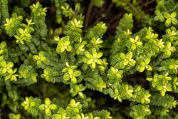Hebe, hebe buxifolia