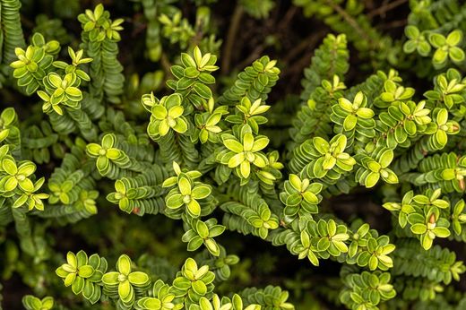 Hebe, hebe buxifolia