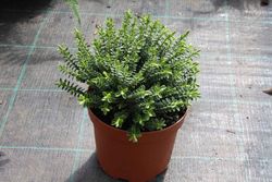 Hebe, hebe buxifolia