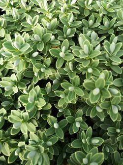 Hebe, Hebe diosmifolia