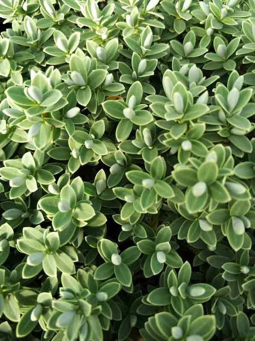 Hebe, Hebe diosmifolia