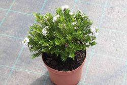 Hebe, Hebe diosmifolia