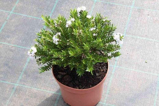 Hebe veronica, Hebe diosmifolia