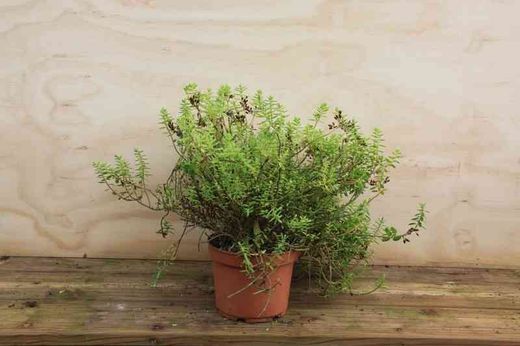 Hebe Summer blue, hebe ou veronica en pot