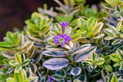 Hebe panaché, Hebe franciscana Variegata