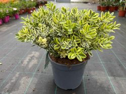 Hebe variegada, Hebe franciscana Variegata