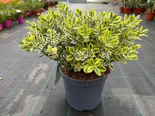 Hebe variegada, Hebe franciscana Variegata