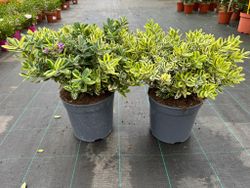 Hebe variegada, Hebe franciscana Variegata