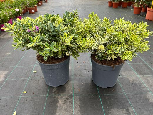 Hebe variegada, Hebe franciscana Variegata