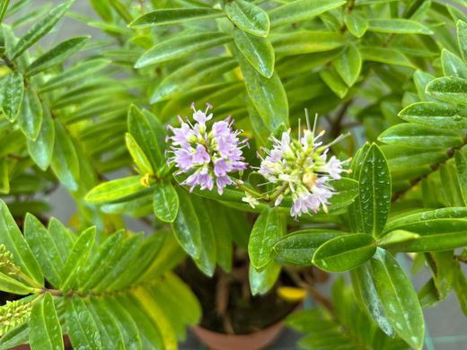 Hebe Veronica Verde