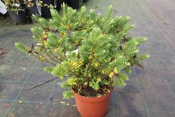 Hebe wiri brume, hebe, veronica
