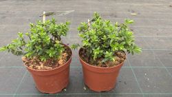 Hebe wiri brume, hebe, veronica