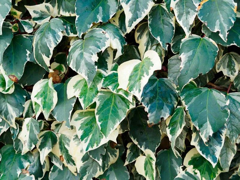 Hedera canariensis Gloria de marengo en maceta de 11 cm  Plantamus Vivero  online
