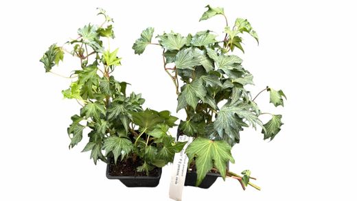Hedera helix "Green ripple"