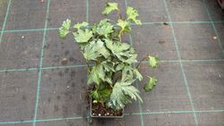 Hedera helix "Green ripple"