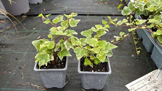 Hedera helix "White wonder"