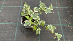 Hedera helix "White wonder"