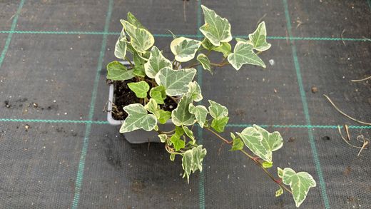 Hedera helix "White wonder"