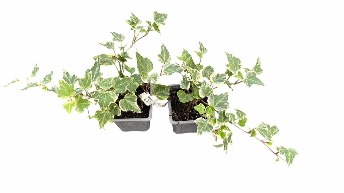 kentia palme günstig kaufen Kentia palm | 160 cm | Online kaufen main image 1