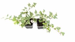 Hedera helix "White wonder"