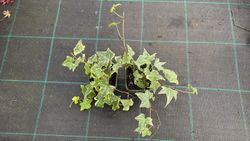 Hedera helix "Yellow Ripple"