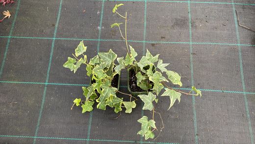 Hedera helix "Yellow Ripple"