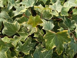 Hedera helix "Yellow Ripple"
