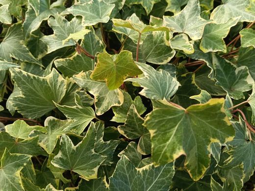 Hedera helix "Yellow Ripple"
