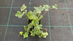 Hedera helix "Yellow Ripple"