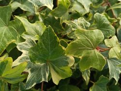 Hedera helix "Yellow Ripple"