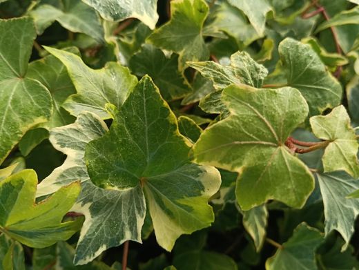 Hedera helix "Yellow Ripple"