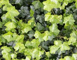 Hedera hibernica - Hera irlandesa