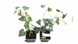 Hedera hibernica - Hera irlandesa