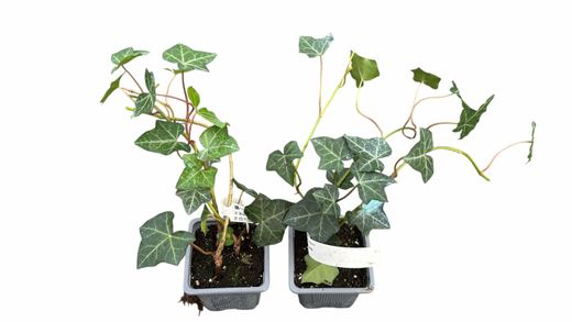 Hedera hibernica - Hera irlandesa