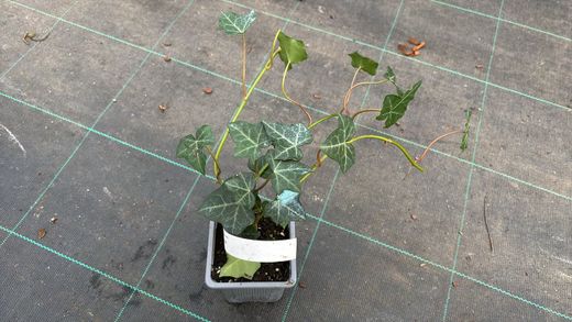 Hedera hibernica - Hera irlandesa