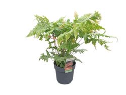 Fougère d'automne - Dryopteris erythrosora