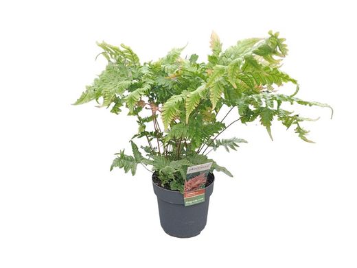 Fougère d'automne - Dryopteris erythrosora