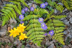 Fougère d'automne - Dryopteris erythrosora