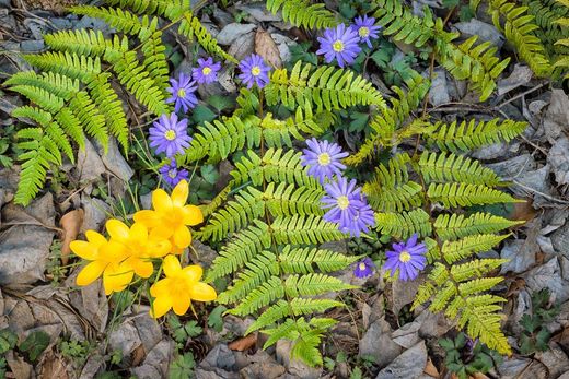 Fougère d'automne - Dryopteris erythrosora
