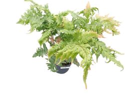 Fougère d'automne - Dryopteris erythrosora