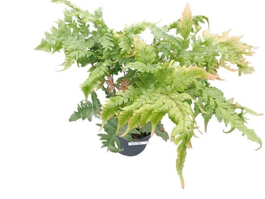 Fougère d'automne - Dryopteris erythrosora