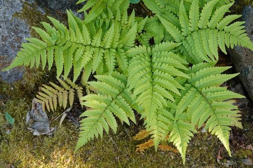 Samambaia de outono - Dryopteris erythrosora