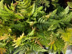 Fougère d'automne - Dryopteris erythrosora