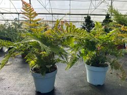 Fougère d'automne - Dryopteris erythrosora