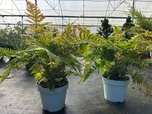 Fougère d'automne - Dryopteris erythrosora