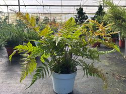 Fougère d'automne - Dryopteris erythrosora