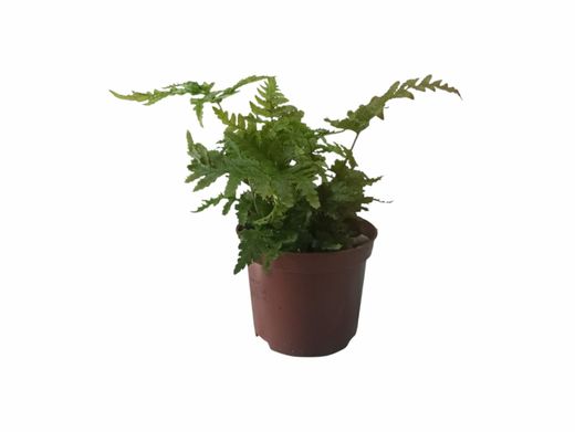 Samambaia de outono - Dryopteris erythrosora