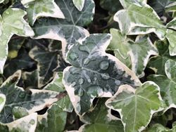Lierre blanc, lierre, Hedera miniata variegata.